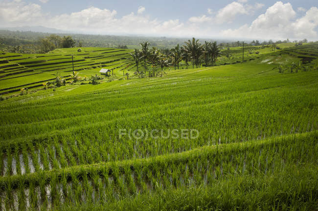 Reisfelder, jatiluwih, bali, — Stockfoto