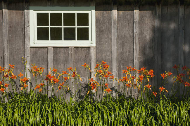Lilies Growing Along Shed — Stock Photo