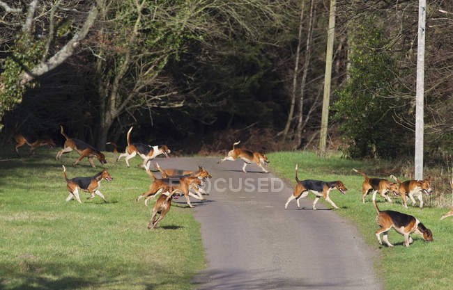 Groupe De Beagles Courir — Photo de stock