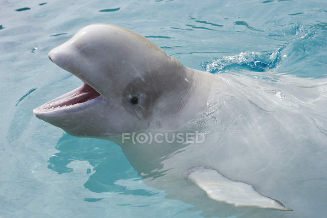 Béluga en captivité — Photo de stock