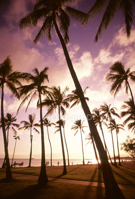 Palmen und gelber Himmel bei Sonnenuntergang — Stockfoto