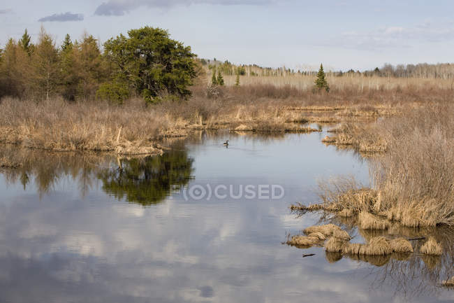 Clouds Reflected In A Pond — Stock Photo