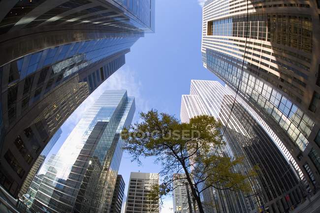 Tree In Middle Of High Rises — Stock Photo