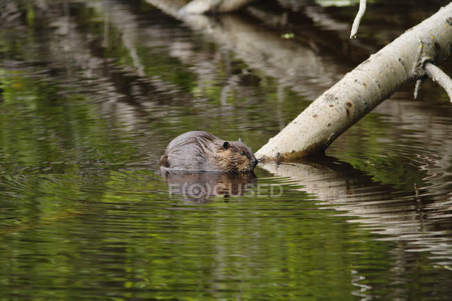 Vista di castoro in acqua — Foto stock