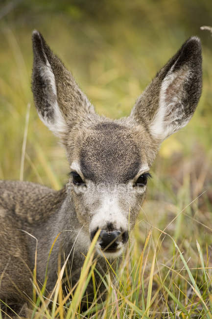 Cervo mulo in erba — Foto stock