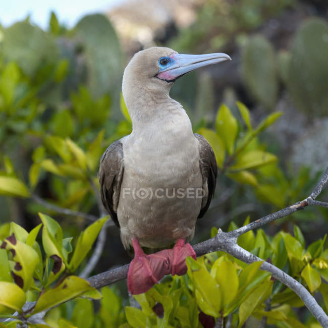 Rosso-Footed Booby — Foto stock