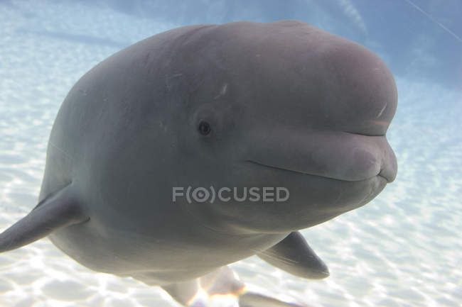 Baleia Beluga em cativeiro — Fotografia de Stock