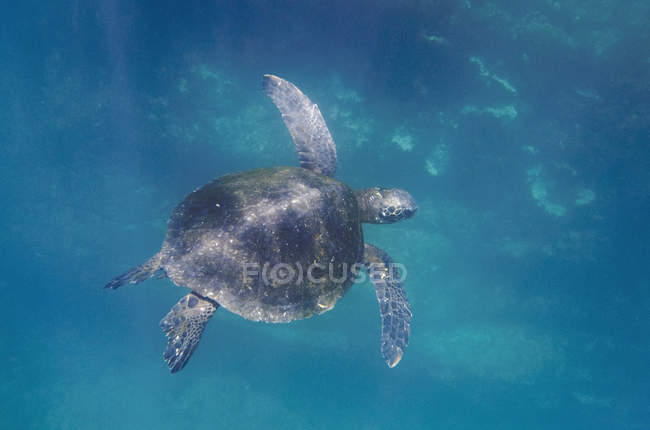 Tortuga marina nadando - foto de stock