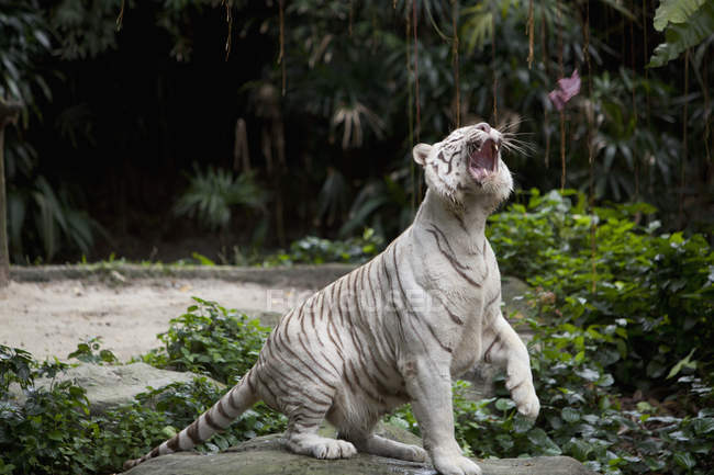 White Tiger with opened jaws — Stock Photo