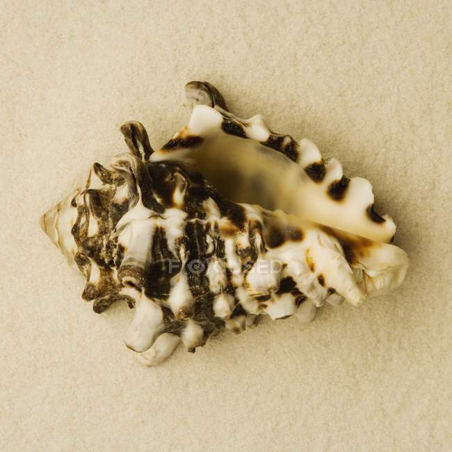 Small colorful Seashell — Stock Photo