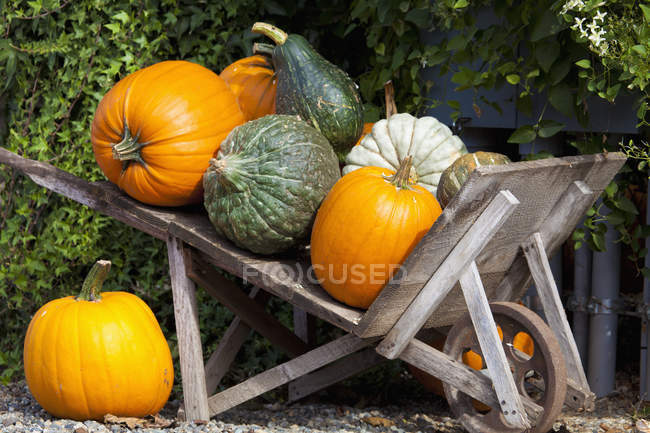 Gourds And Pumpkins In Wheelbarrow — Stock Photo
