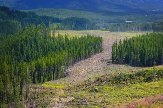 Vista del bosque sobre el campo - foto de stock