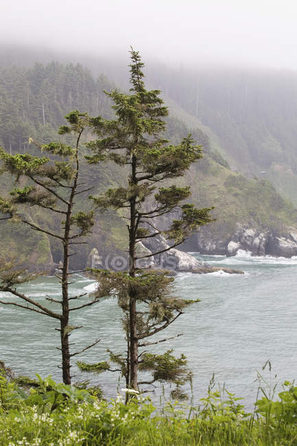 Dos árboles al borde del océano - foto de stock