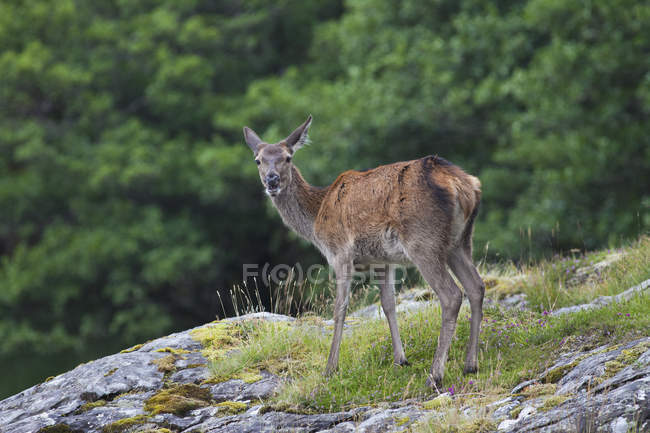 Lone Deer Standing — Stock Photo