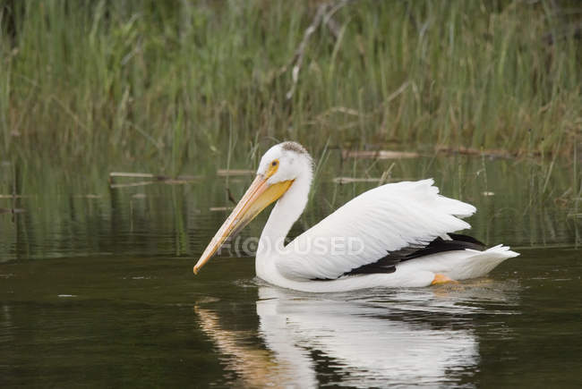 Bianco Pelican Nuoto in acqua — Foto stock