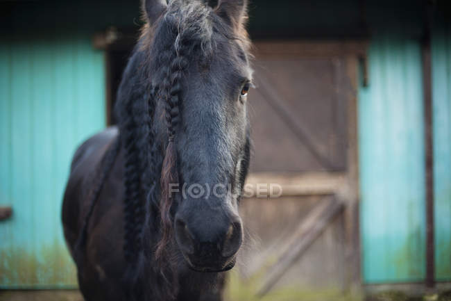 Фризская лошадь на открытом воздухе — стоковое фото