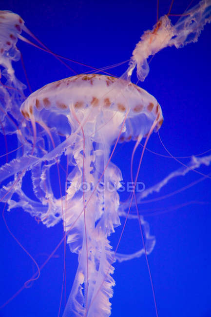 Medusas de listras roxas — Fotografia de Stock
