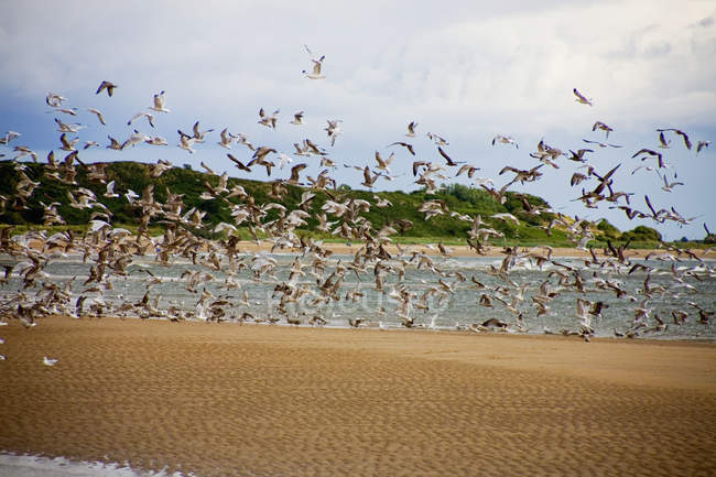 Flock Of Birds Takes Flight — Stock Photo