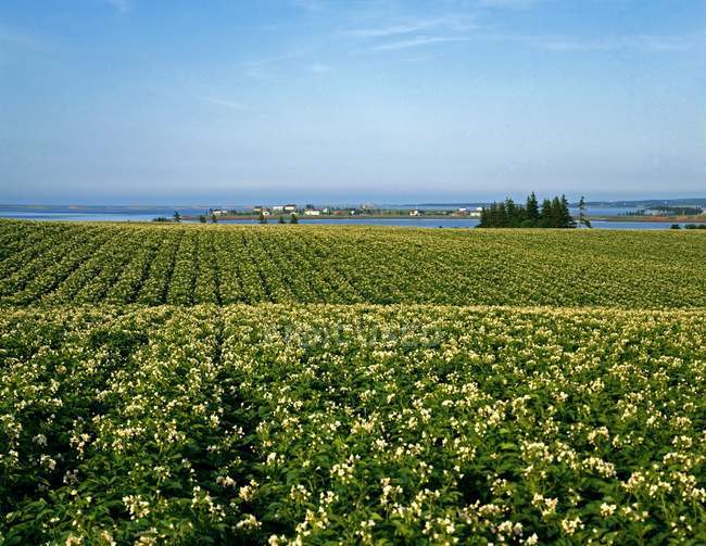 Картофельное поле Канады — стоковое фото