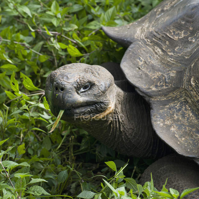 Гигантская черепаха среди травы — стоковое фото