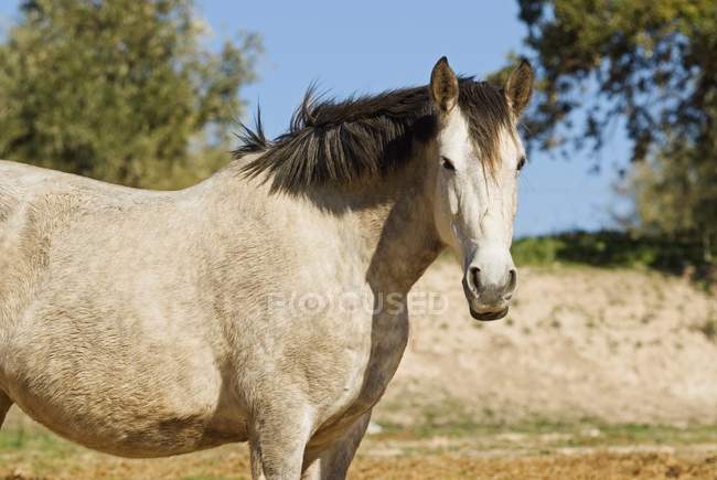 Pferd blickt in Kamera — Stockfoto