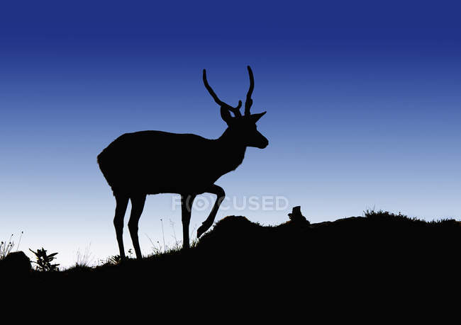 Silhouette von Hirschen auf einem Hügel — Stockfoto
