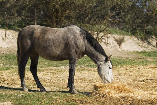 Andalusian Horse Grazing On Hay — Stock Photo