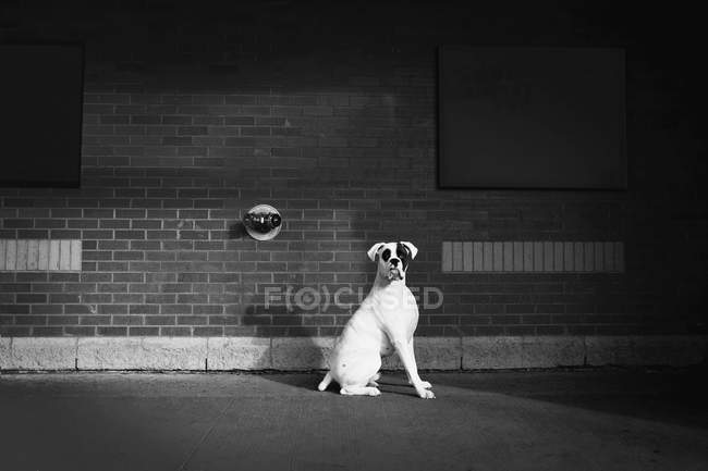 Сидячая собака — стоковое фото