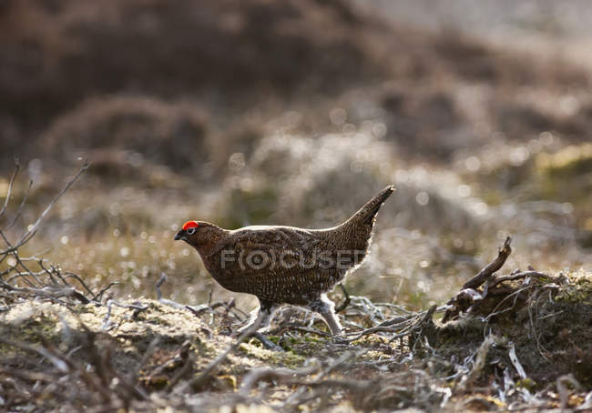 Rosso gallo a piedi — Foto stock