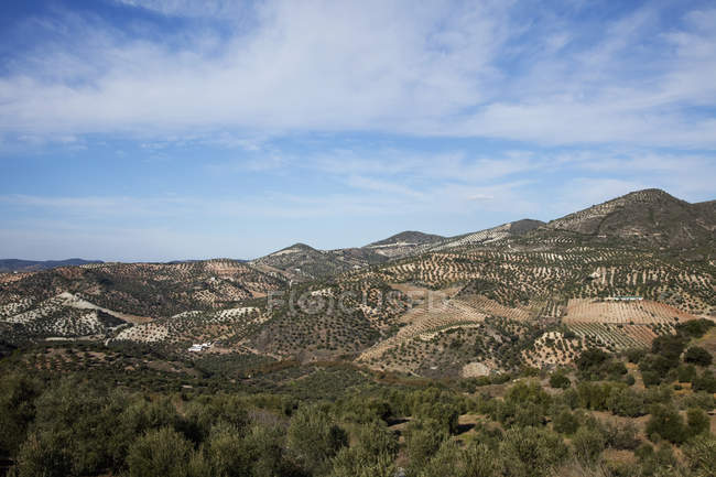 Olivi vicino a Olvera — Foto stock