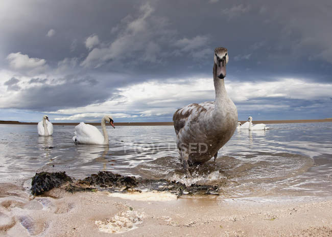 Качок та лебедів у воді — стокове фото