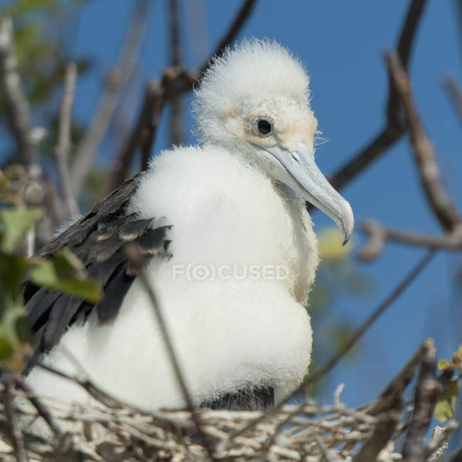 Frigatebird assis dans le nid — Photo de stock