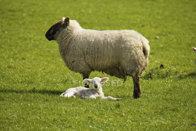 Дорослий овець з баранини — стокове фото