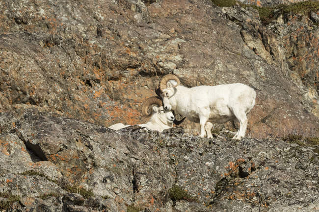 Deux moutons Dall — Photo de stock