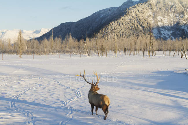 Captive bull Rocky Mountain Elk — Stock Photo