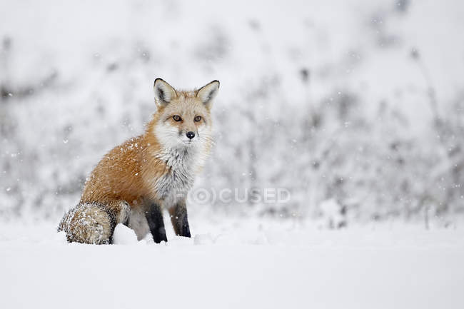Fox sentado na neve — Fotografia de Stock