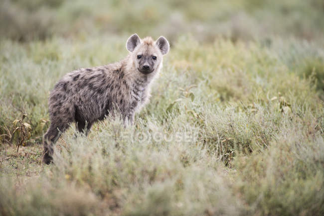 Gefleckte Hyäne starrt — Stockfoto