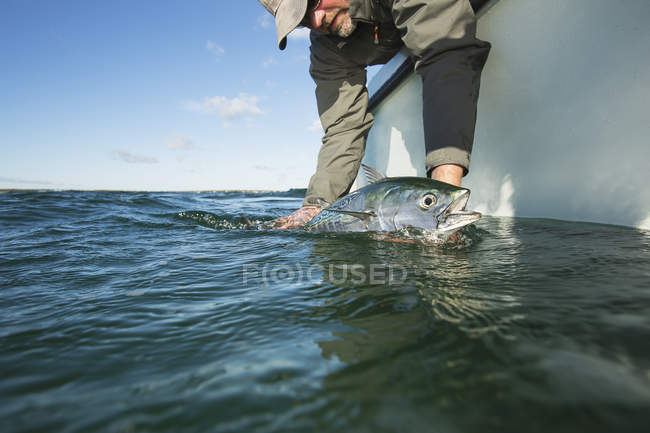 Libertando um falso albacore no barco ao largo da costa atlântica — Fotografia de Stock