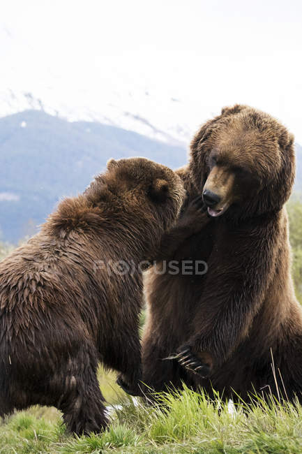 Бурые медведи играют на траве — стоковое фото