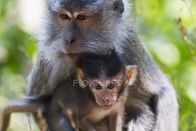 Macaco mangia granchi — Foto stock