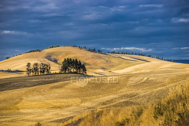 Катящиеся пшеничные поля — стоковое фото