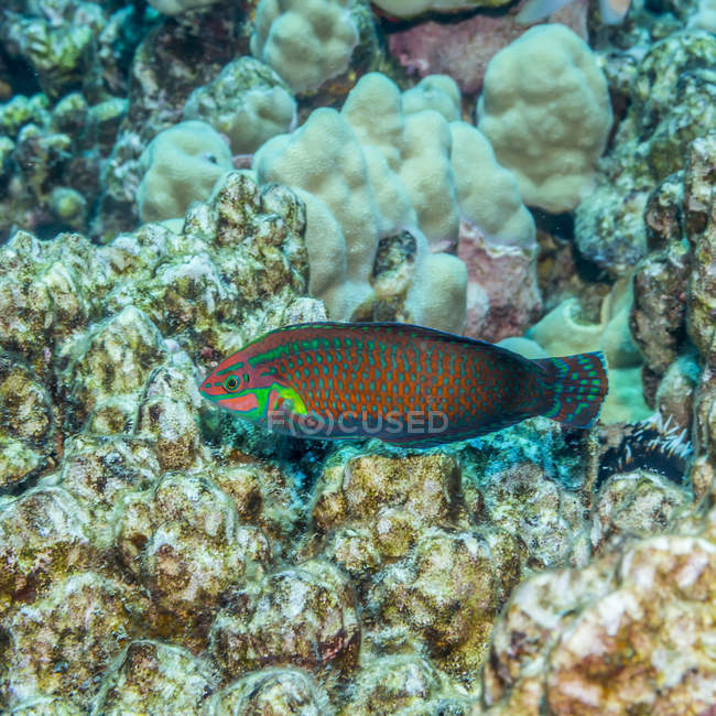 Schöne verzierte Lippfische schwimmen unter Wasser in der Nähe von Korallen, Tierwelt — Stockfoto