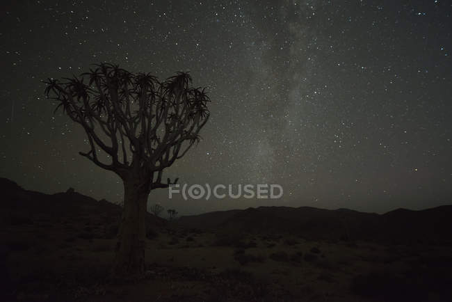 Kookerboom tree with Milky Way — Stock Photo