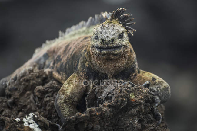 Marine iguana perched high — Stock Photo