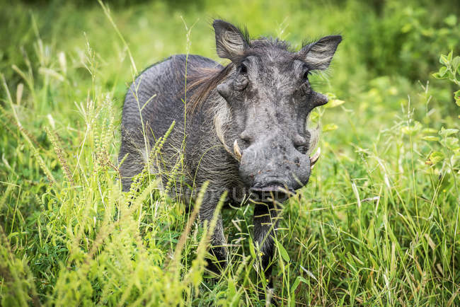 Warzenschwein steht im hohen Gras — Stockfoto