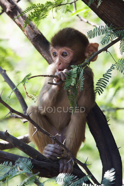 Rhesus macaque eating leaves — Stock Photo