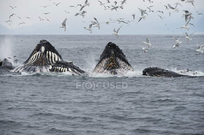 Пузырь горбатых китов — стоковое фото