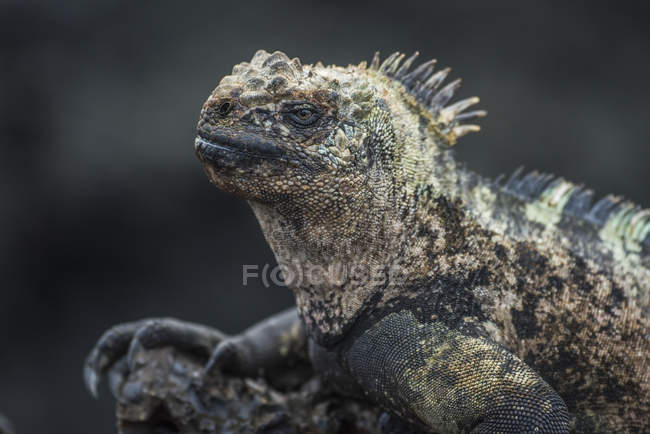 Closeup of marine iguana — Stock Photo