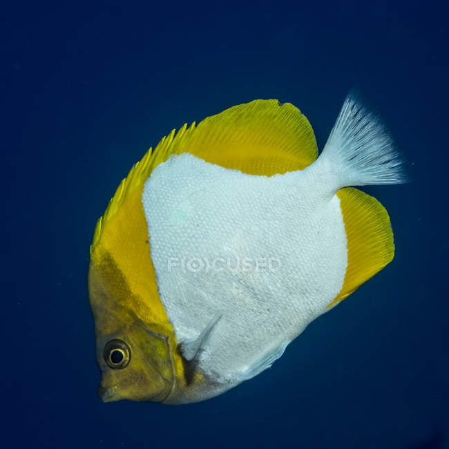 Vue rapprochée du papillon jaune nageant sous l'eau — Photo de stock