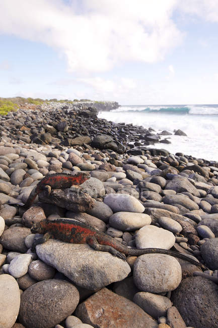 Морские игуаны на галечном пляже — стоковое фото